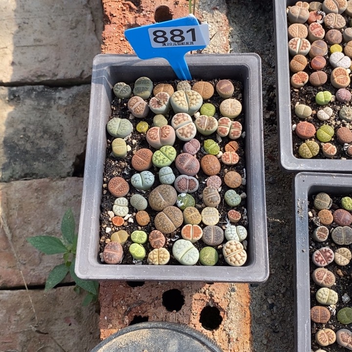 星****生石花等植物的生长881