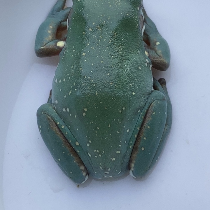 老爷树蛙宝蓝色24h蓝子代33号