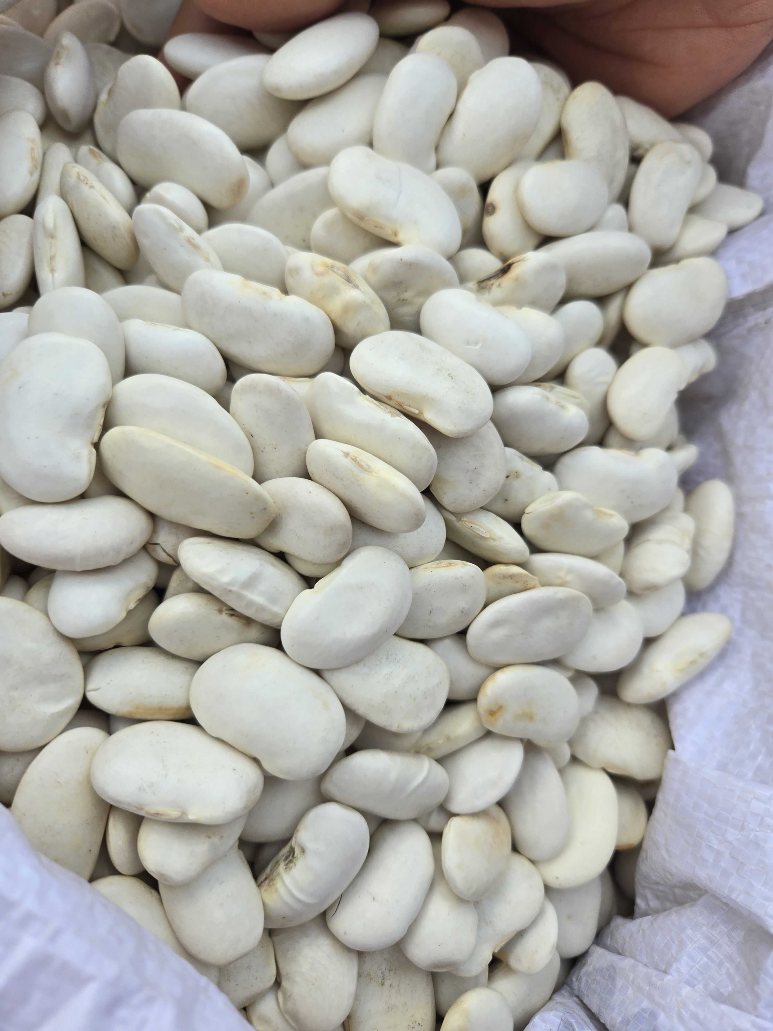 【云南百芸豆】云南农家自种豆