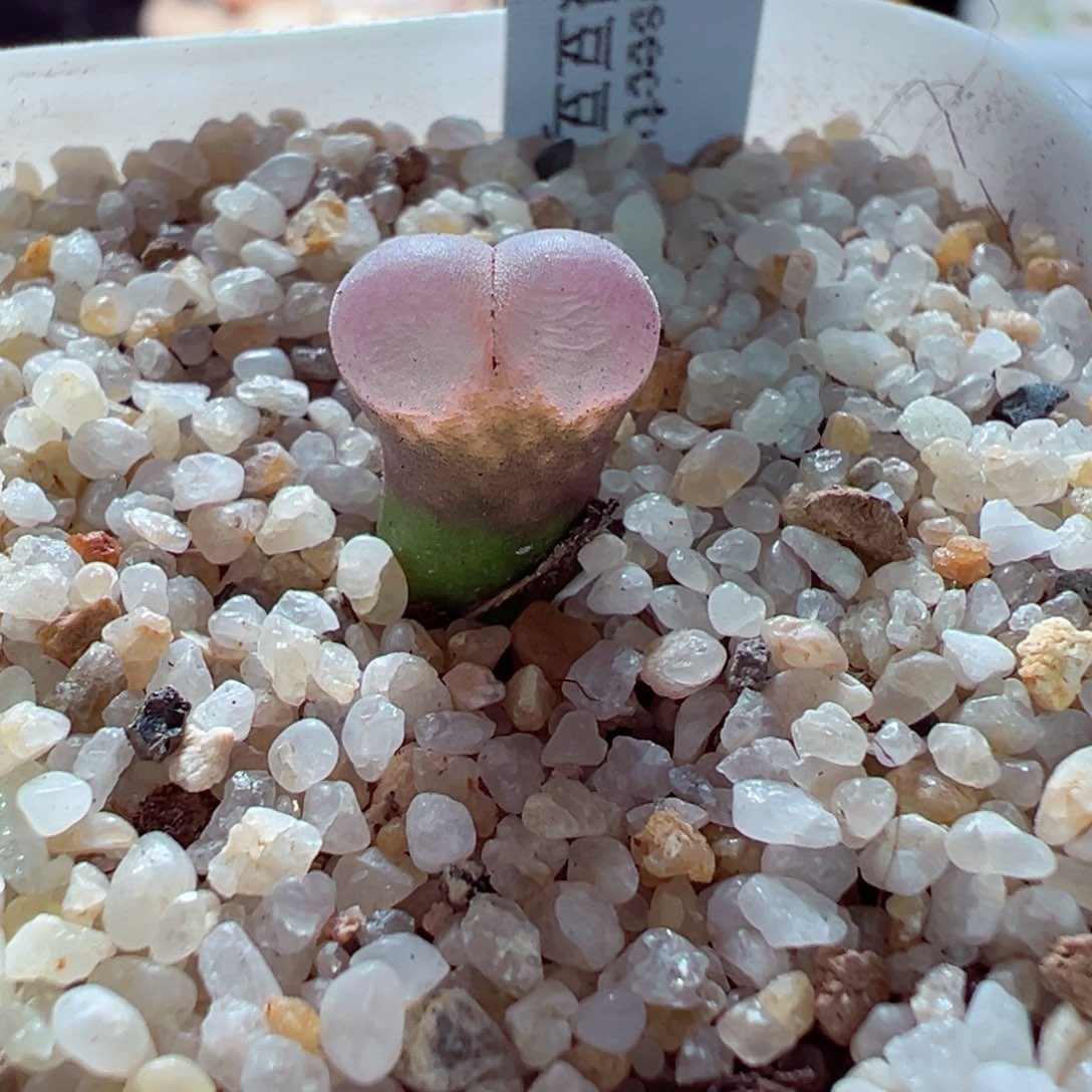 1217-571多肉多日黑眼豆豆