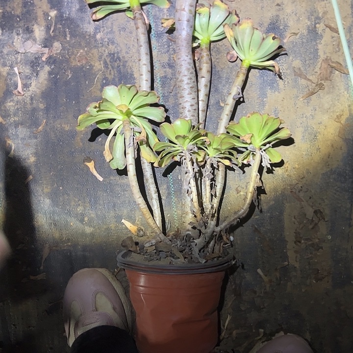 法师植物链接一物一拍95