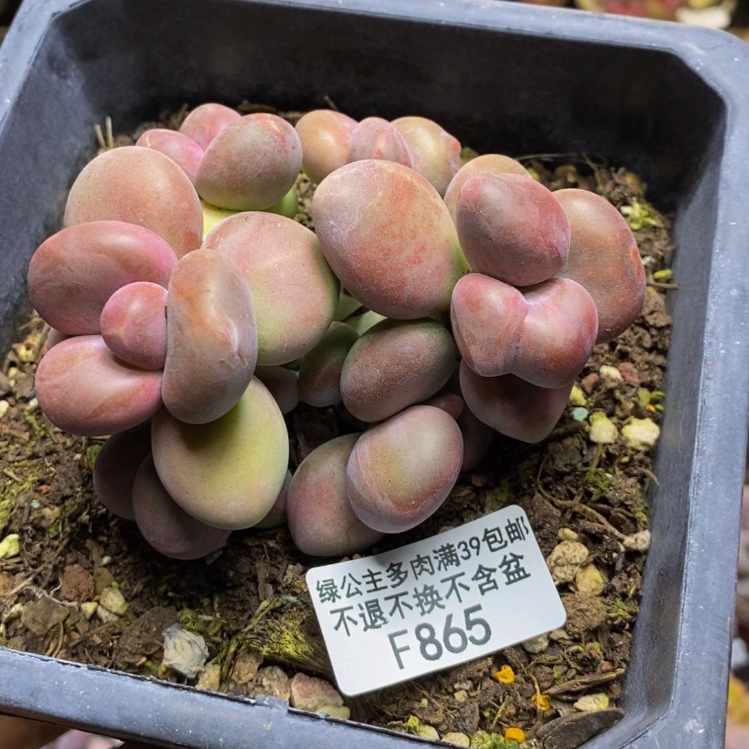 865芒果奶kk奶多肉7c m
