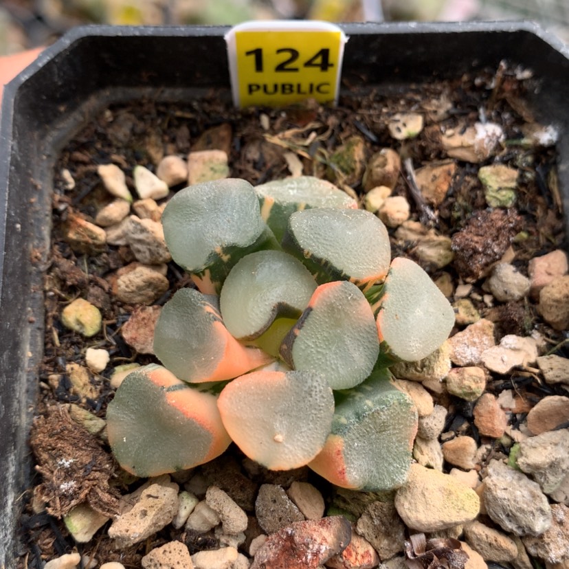 【闪购商品】124空门