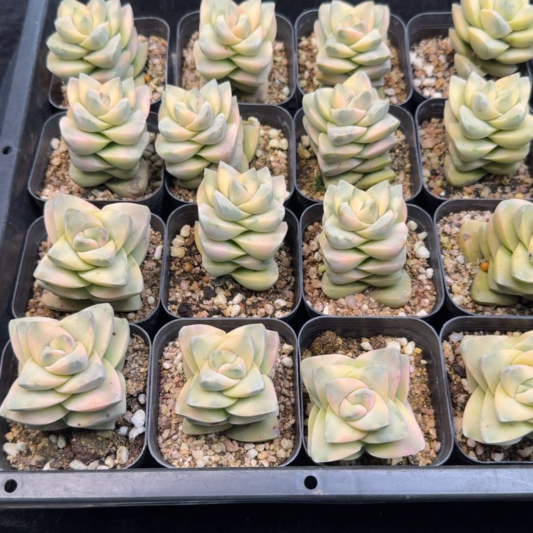 从前慢多肉精选编号1213.纪之川锦