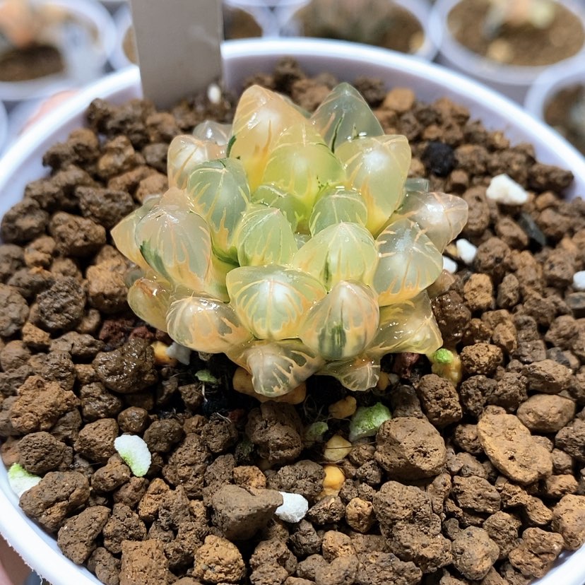 【闪购商品】20老川玉露锦