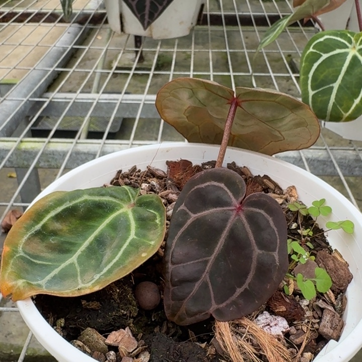 完全开放8号Zara花烛