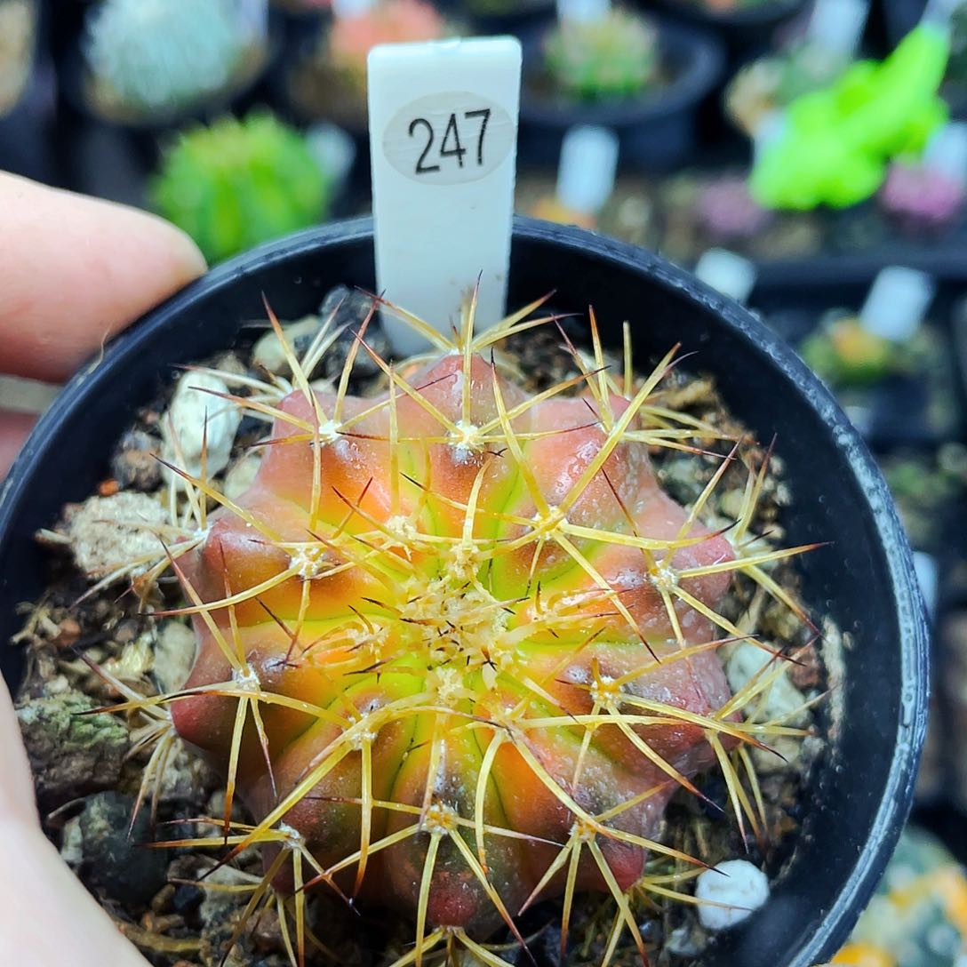 非偏远地区满25包邮仙人球