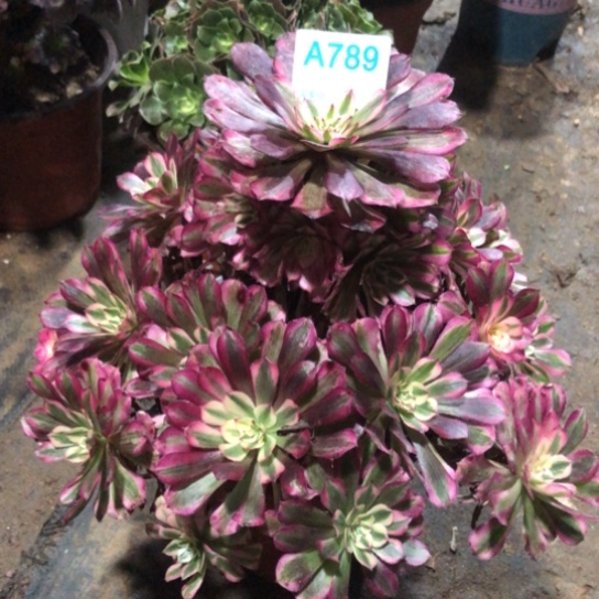 碧***无花朵789号红铜白法师