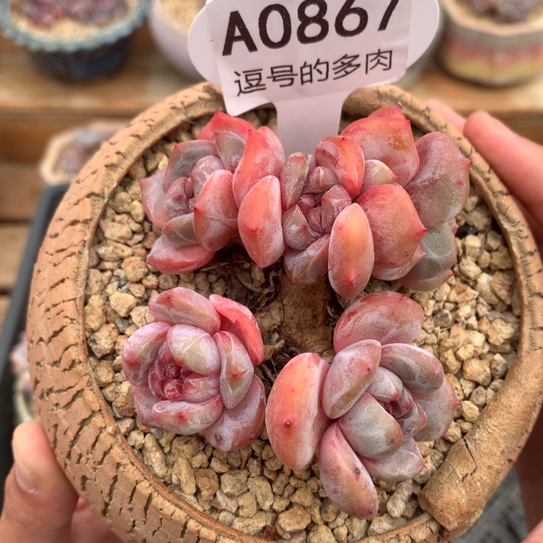 A0867 石榴籽星影 老桩 8cm