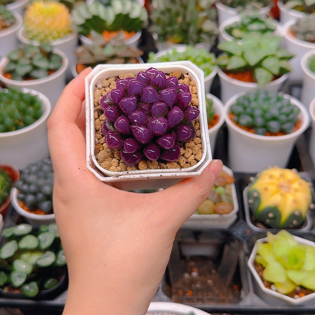 紫宝石冰灯玉露，原盆