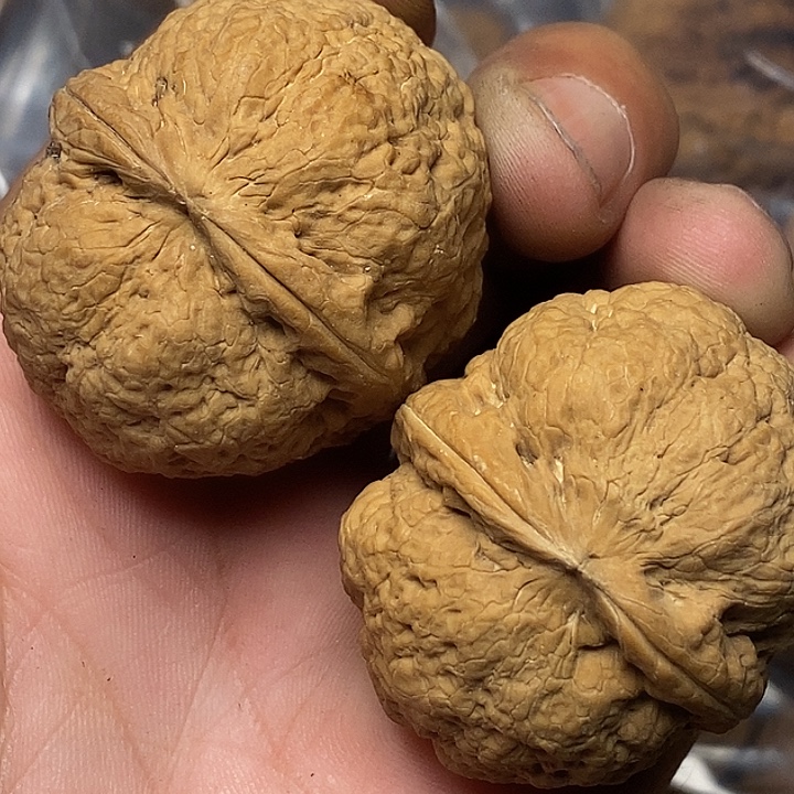 把件文玩核桃云南铁核桃A43
