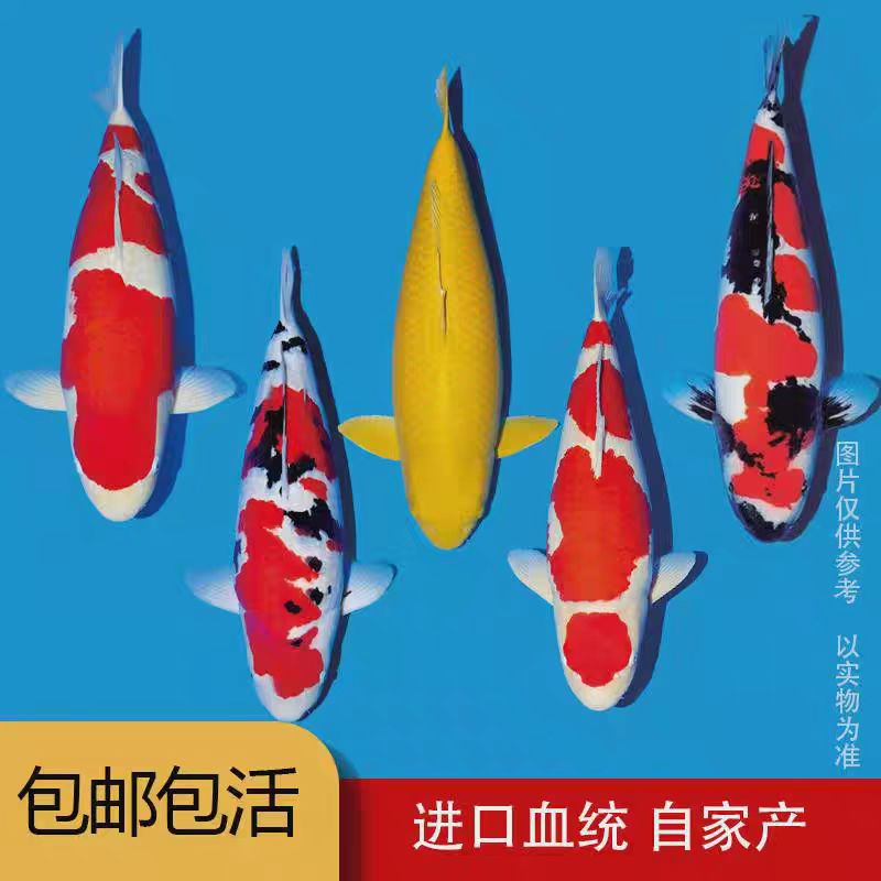 精品冷水鱼锦鲤鱼观赏鱼好养耐活