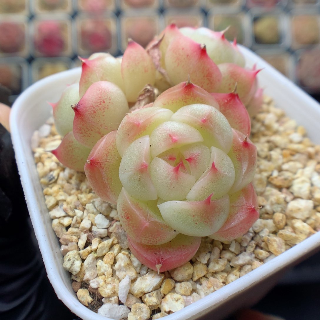 多肉植物。 麦秆20