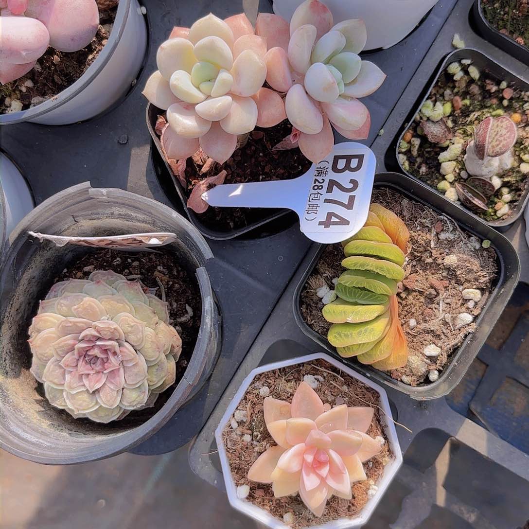 B274花瓣路一欧一拍