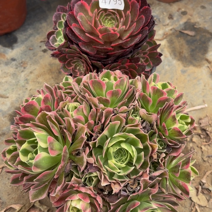 2颗多肉法师4795