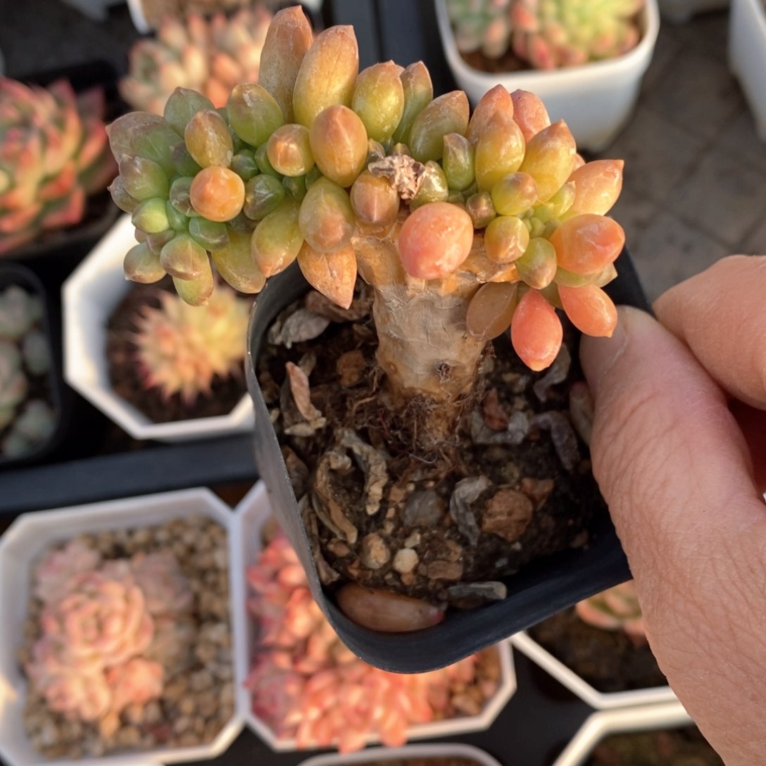 精品多肉一物一拍不包整82