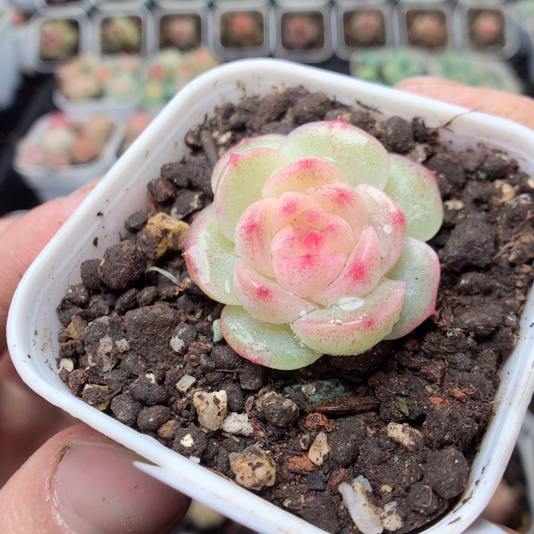 无花朵T120 yyyyyyyy