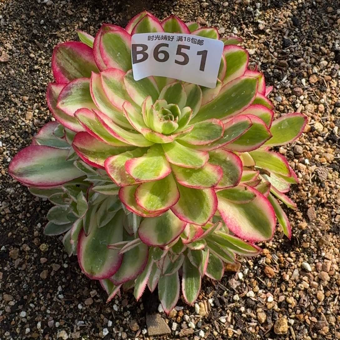 651荔枝多肉植物