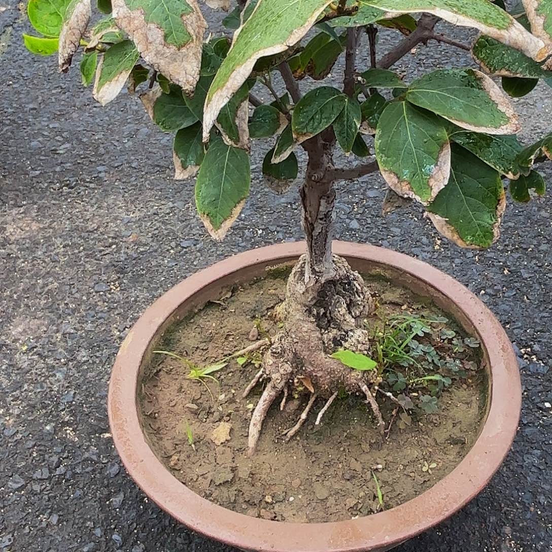 完全开放腊梅盆景造型盆栽花卉