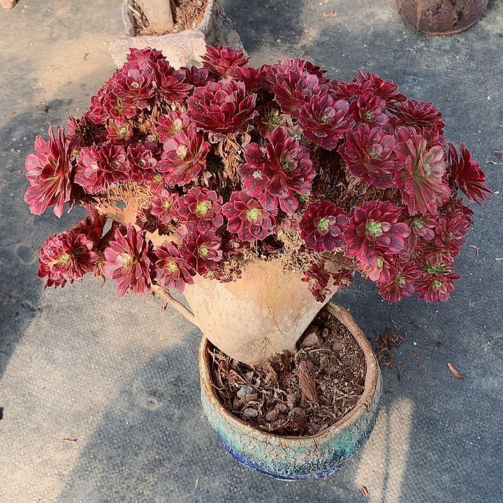 微瑕祝融朵朵脱土发货