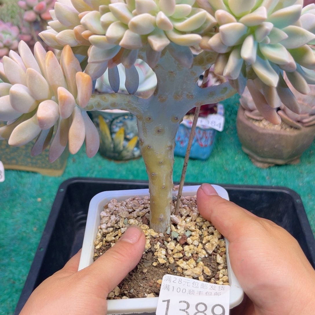 大1389（hxbvbnjjjj