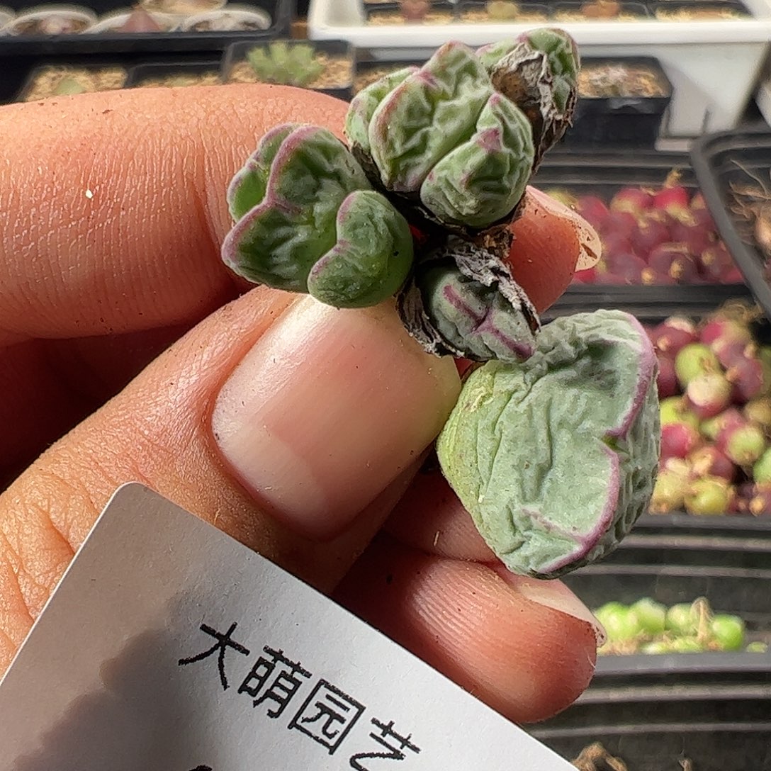 一物一拍。             18