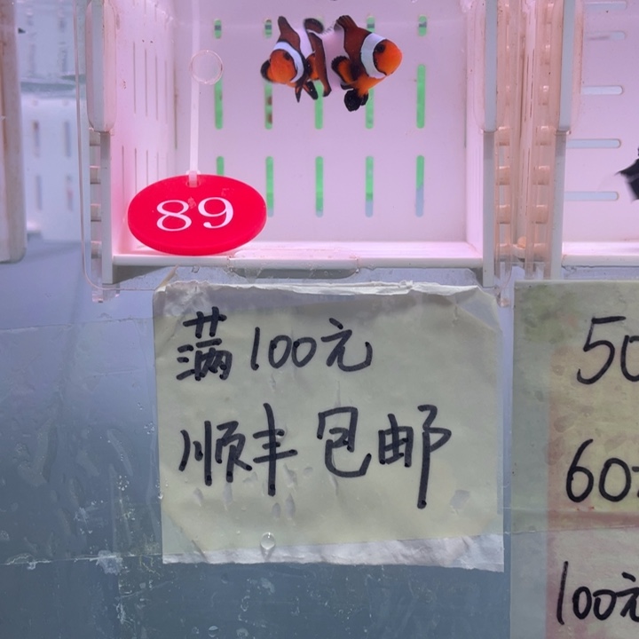 海水鱼精品玛瑙2条4左右