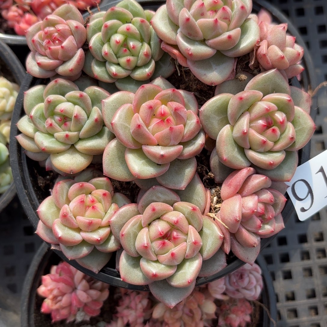 多肉植物多肉植物916