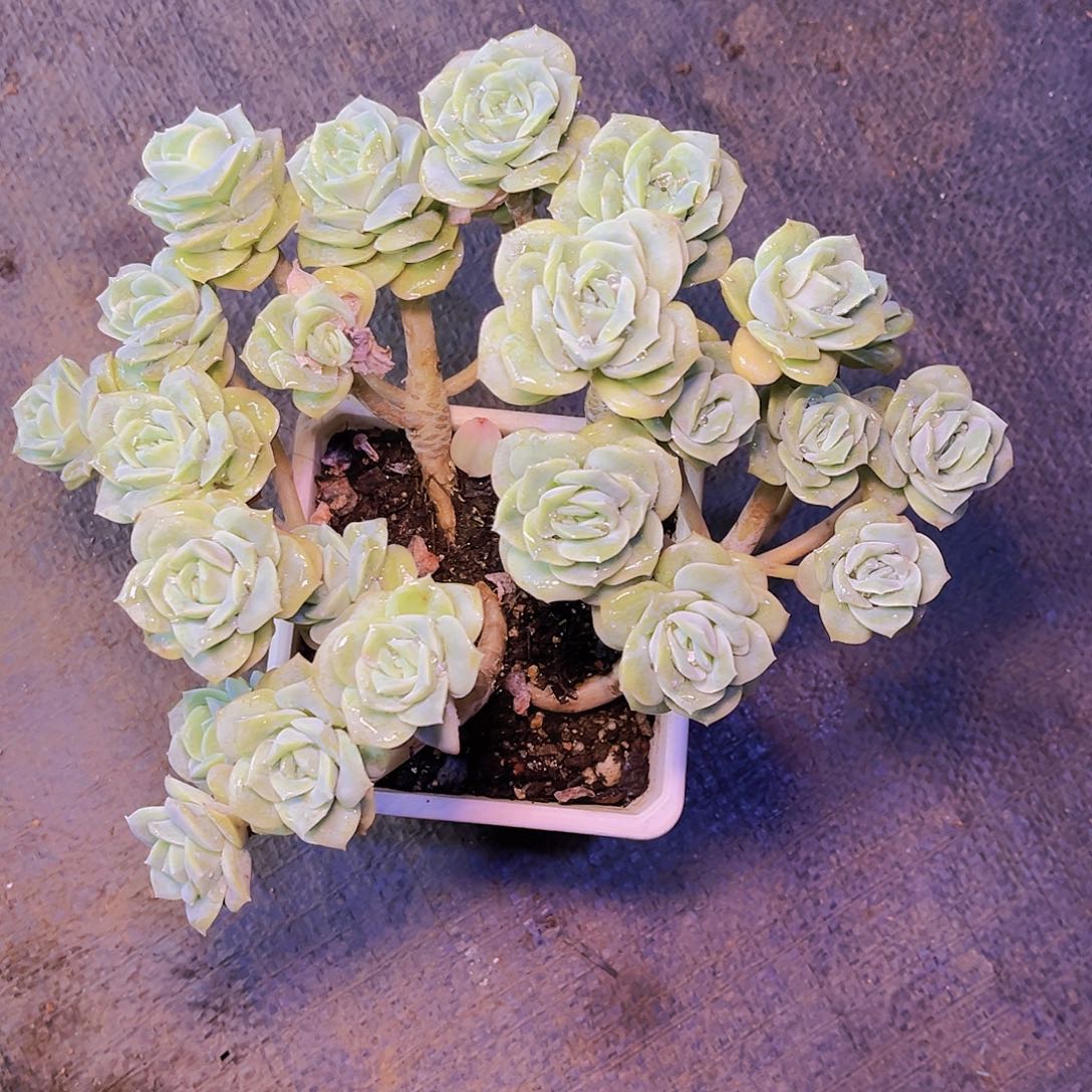 娜***呀闪购可爱玫瑰1棵98