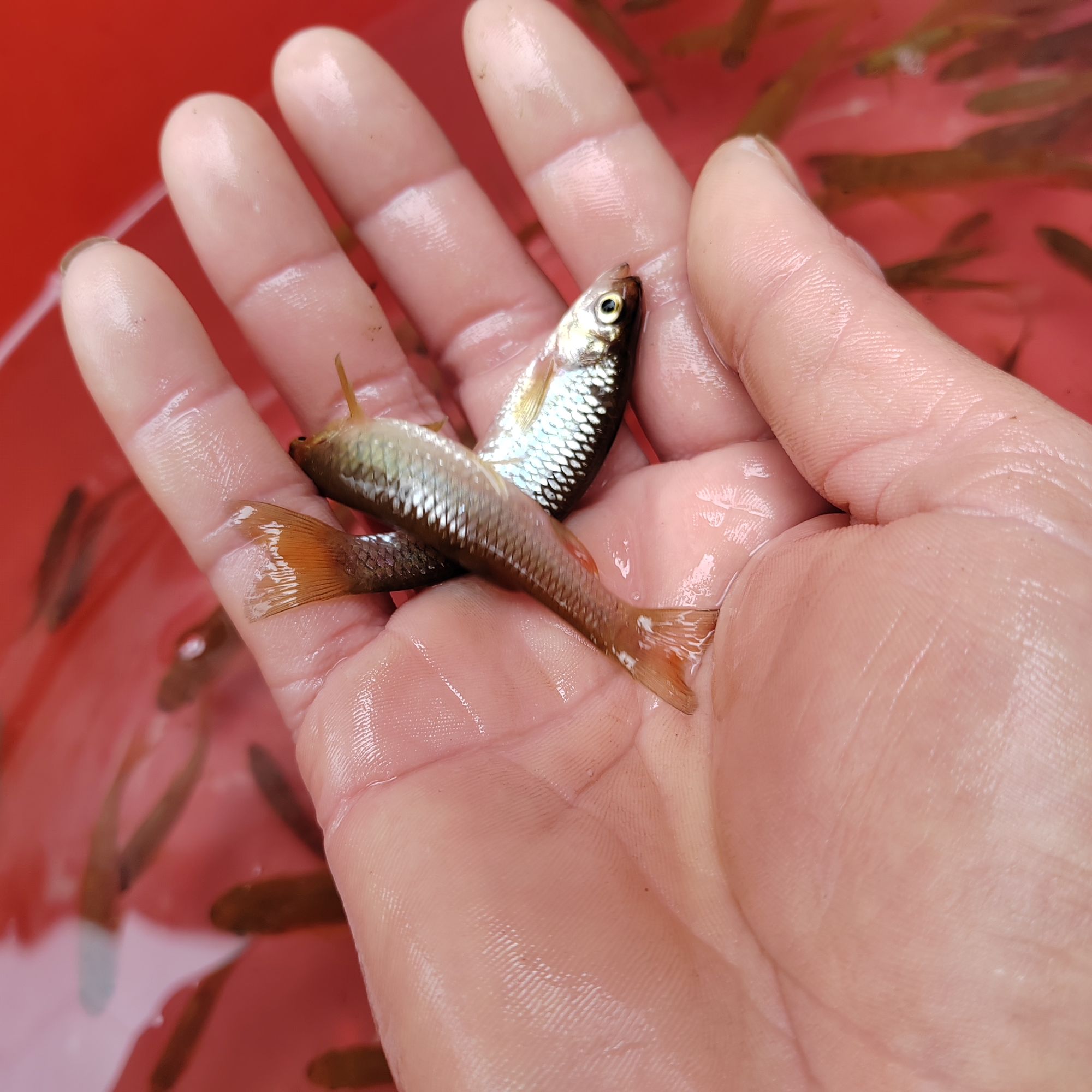 走水拐鱼 广西小水沟里的小鱼 小白鱼
