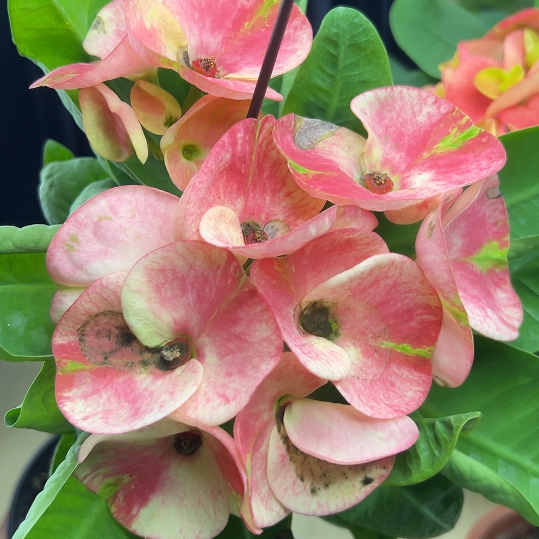 雪瑾泰国大花虎刺梅