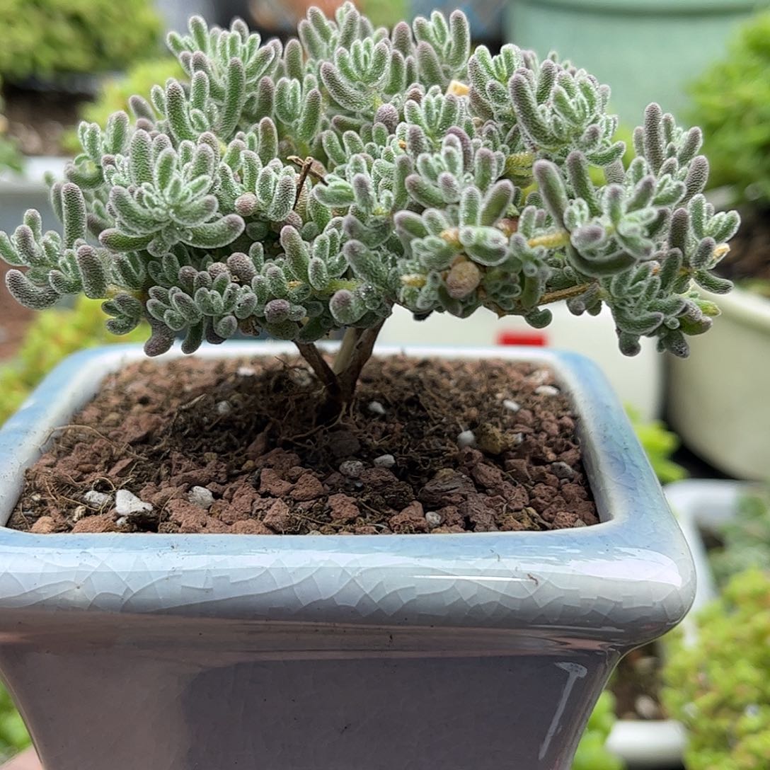 35紫冰晶带盆优选枝干