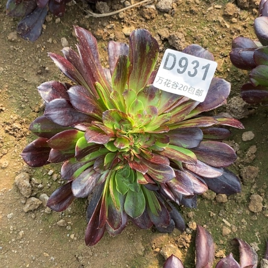 931欧若拉缀多肉植物