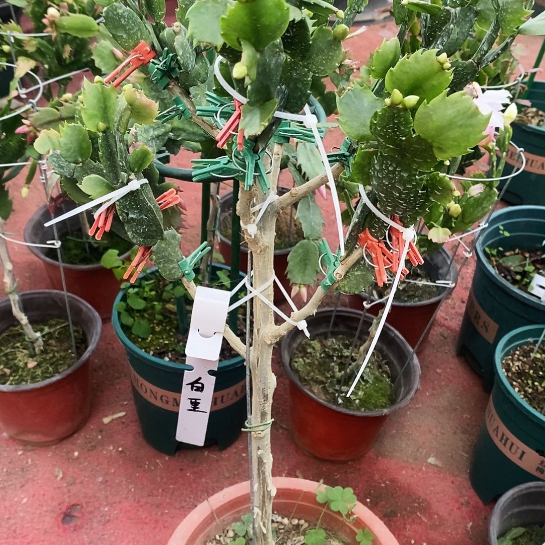 心***念完全开放福利款福利夸了