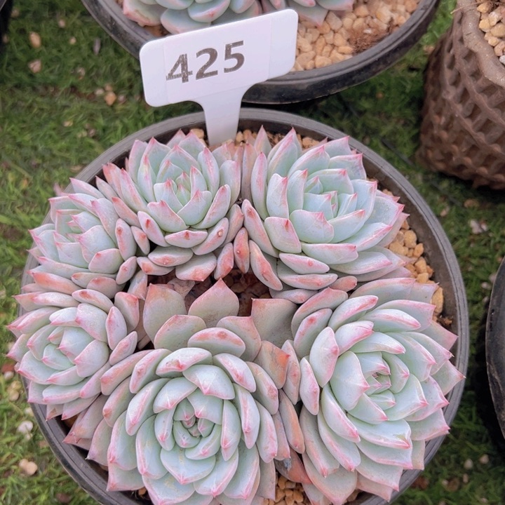 健健康康平平安安