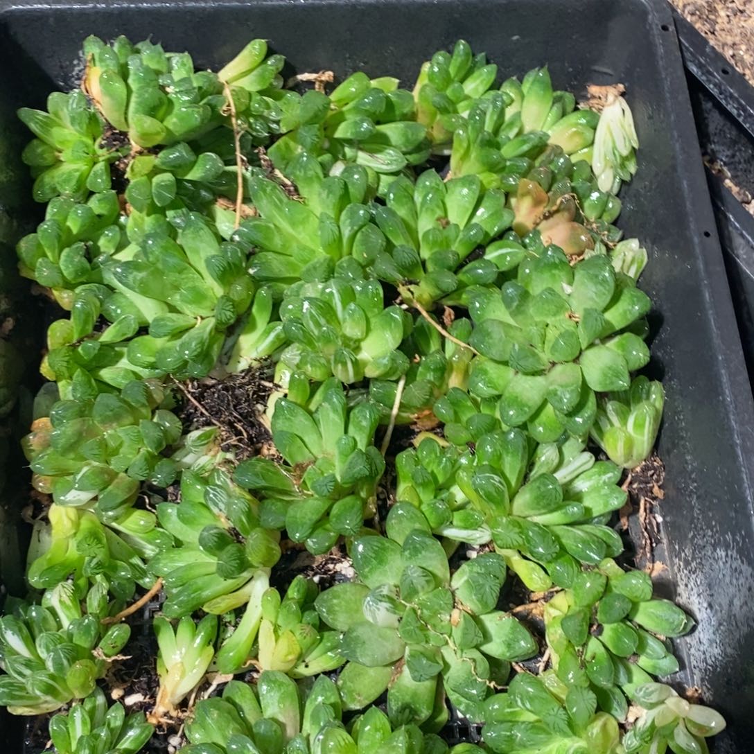 623 一颗实生苏皇玉露锦 周末整点福利