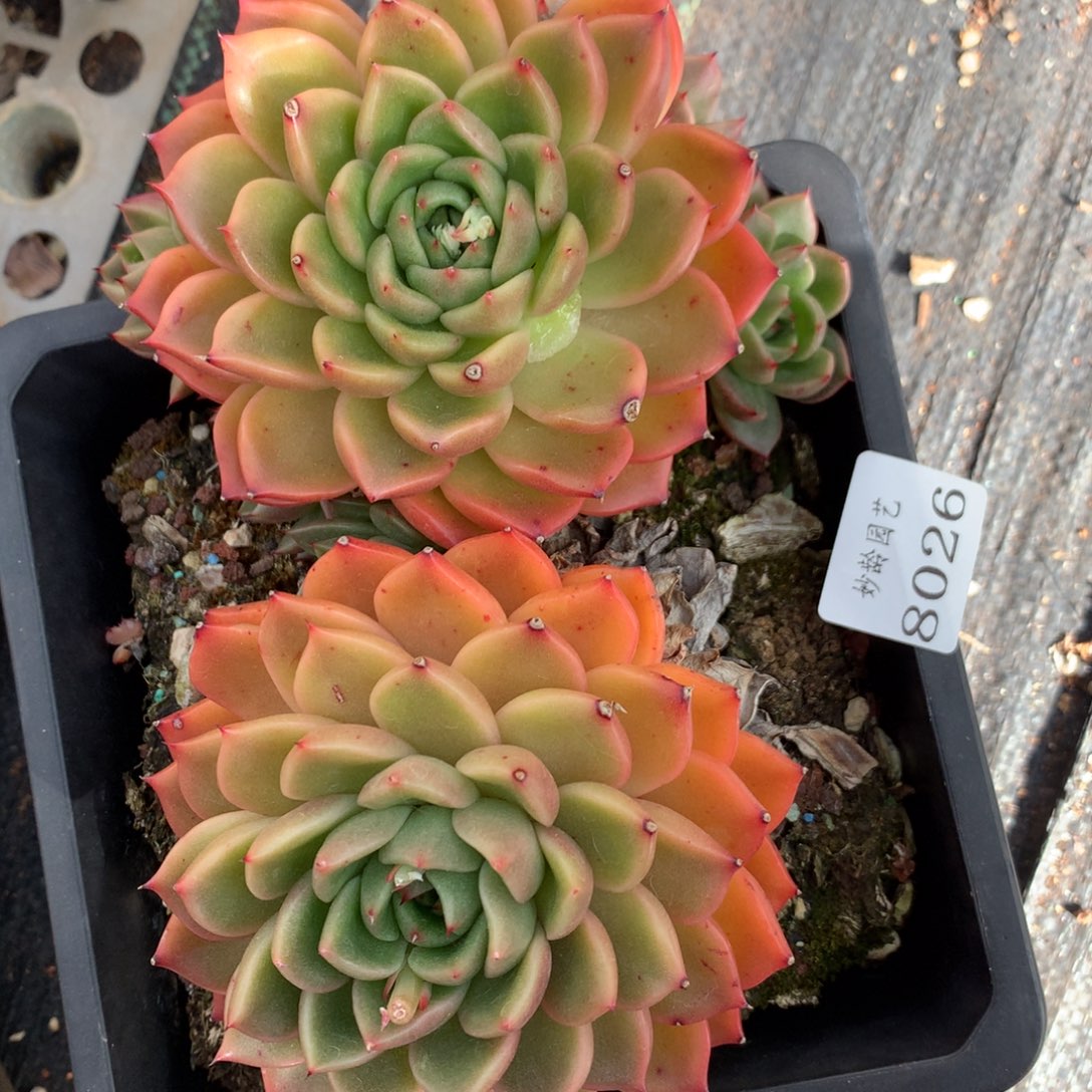 8026杂交多肉老桩