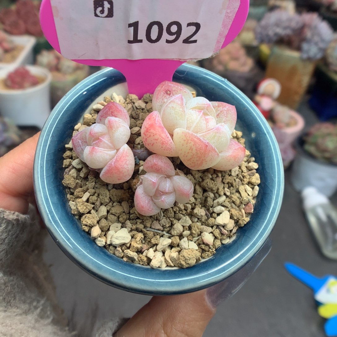 1092三头冰玉多肉植物