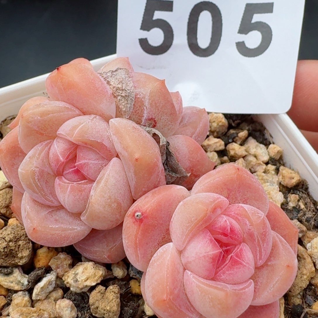 刚毅群生优选  开播福利捡漏