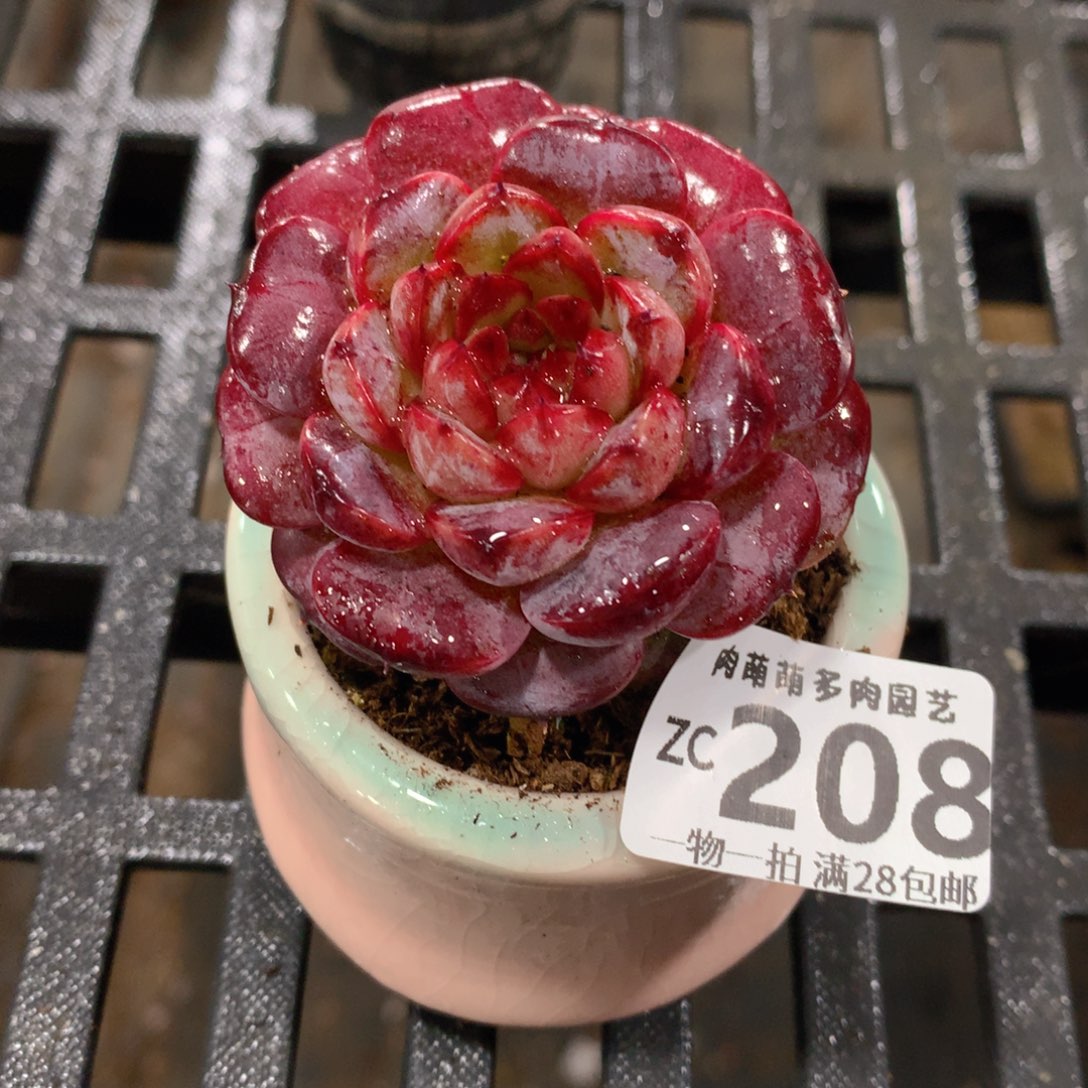 肉萌萌拇指盆精控多肉ZC208