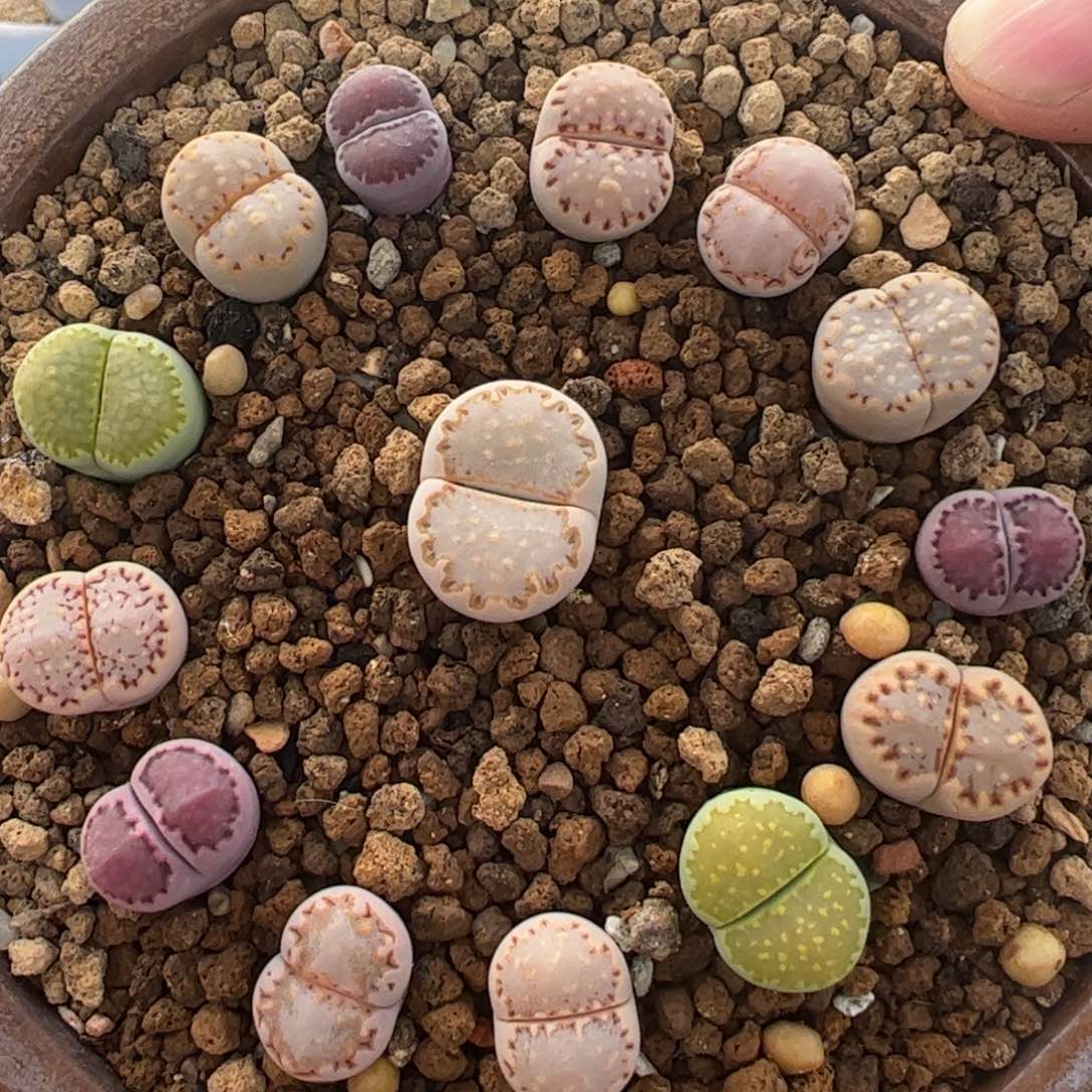 14棵编号饼干多肉植物百科