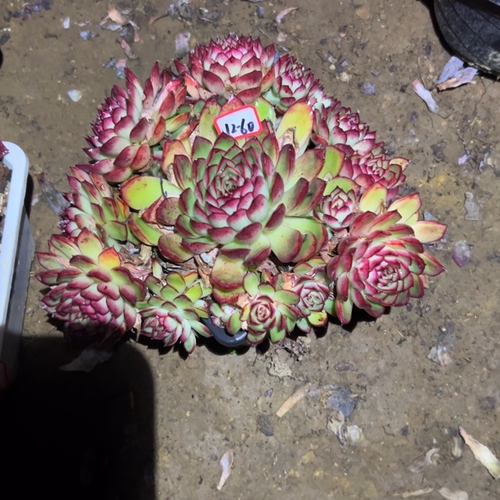 精品多肉植物老桩萤火虫