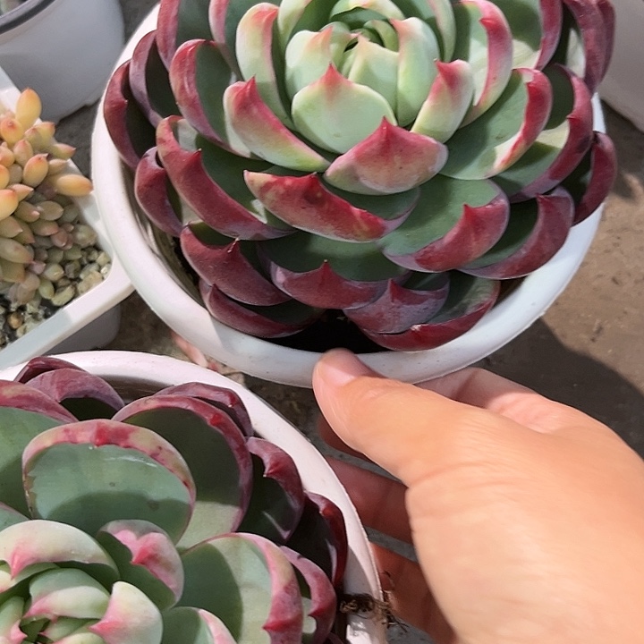 惊鸿4566778分半左右在77¥