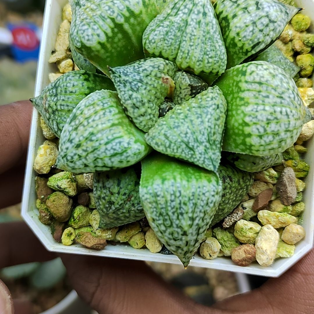 58号奄美白银 6.8厘米左右一物一拍带盆满38包邮发货