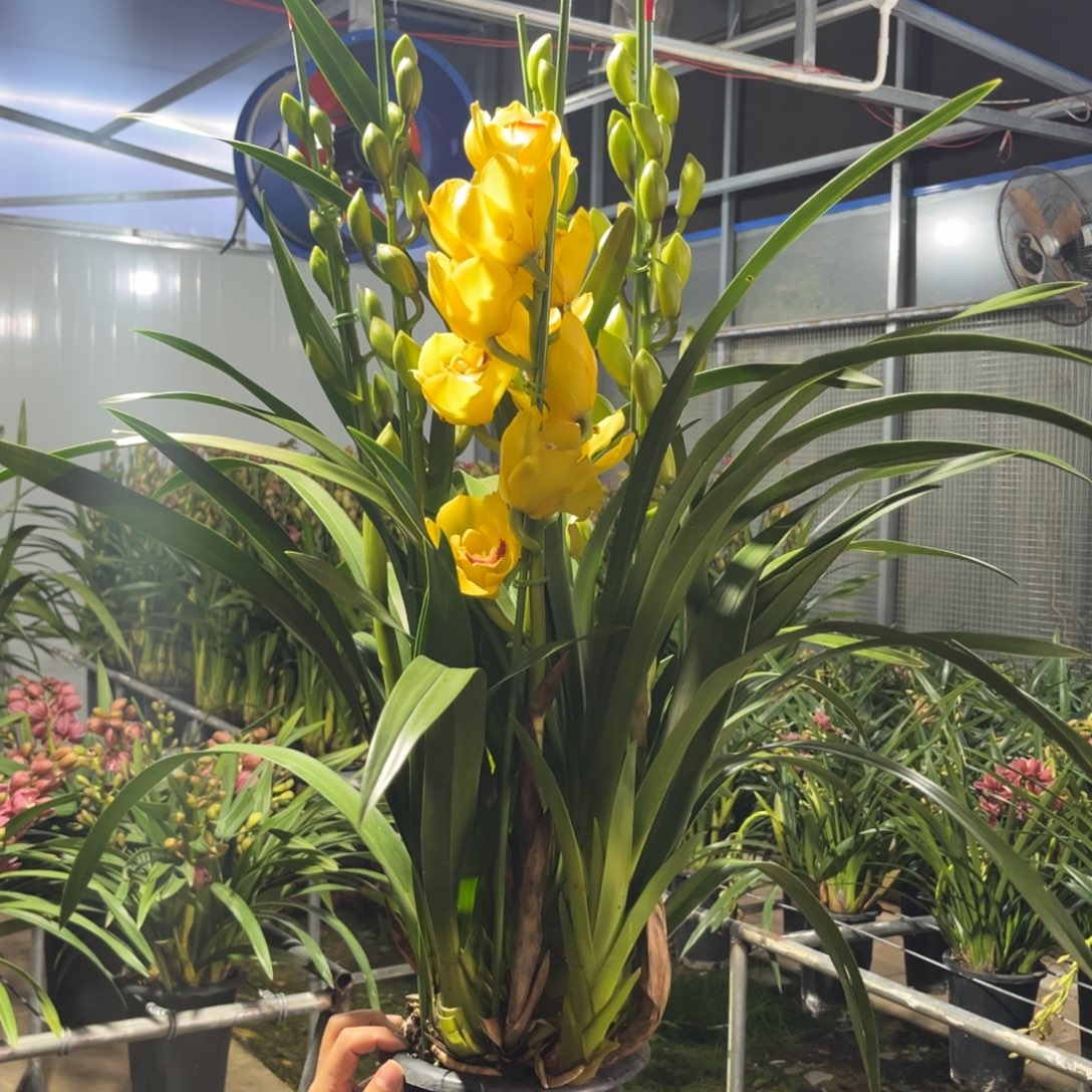 向****完全开放月影大花蕙兰2222