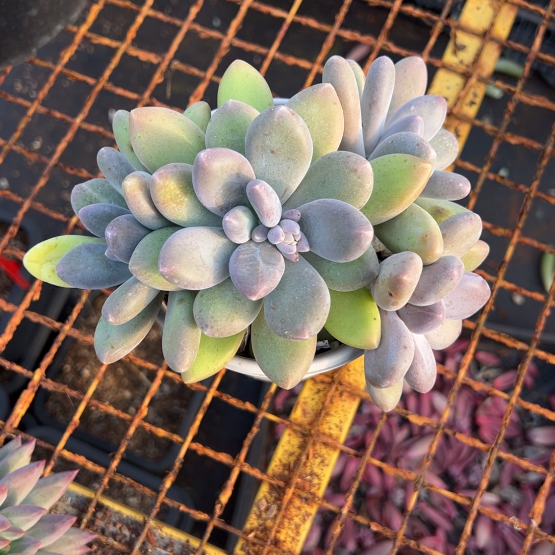 多肉植物伊丽莎白两个