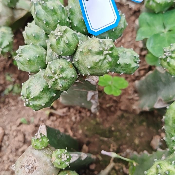 橙花桃太郎火龙果群头3