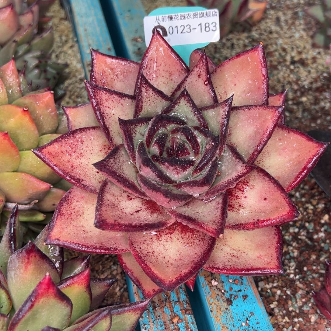 从前慢多肉精选编号0123.183