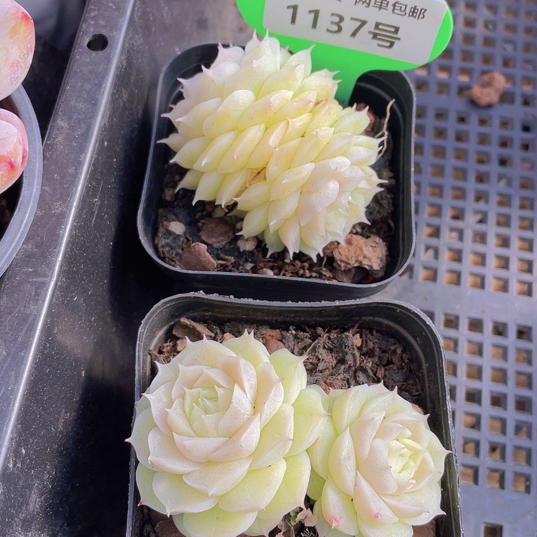 1137号 山茶花麦秆双头不包整一个