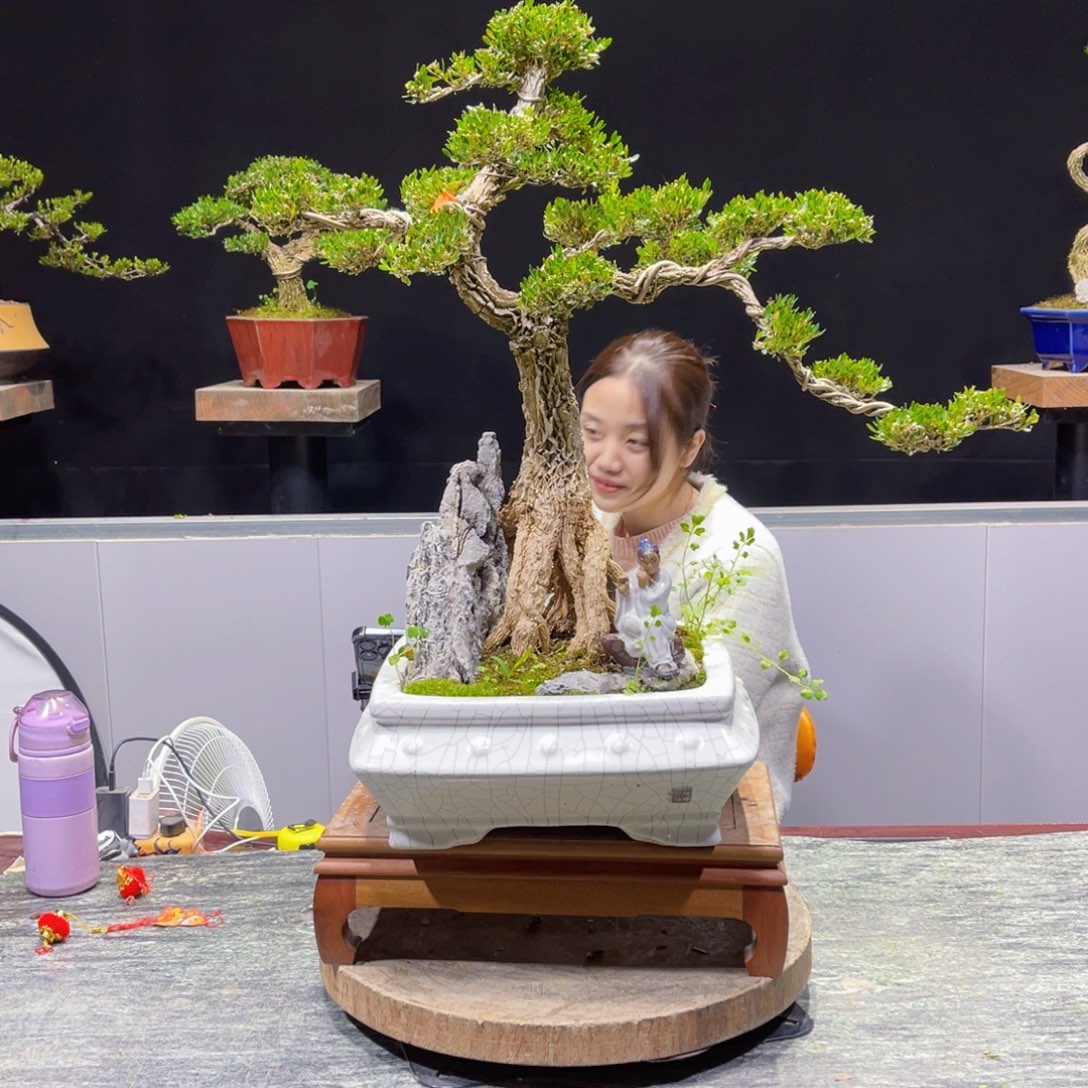 四季常青翠绿黄杨盆景